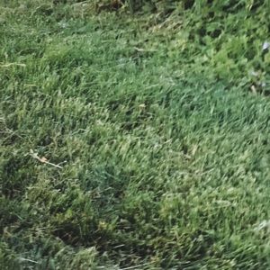 Meet your Posher, Antonio